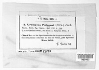 Uromyces polygoni-avicularis image